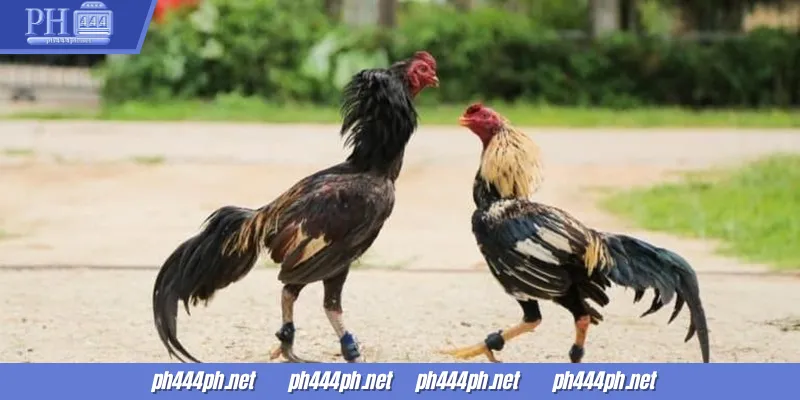 Iba't ibang opsyon sa pagtaya para sa sabong
