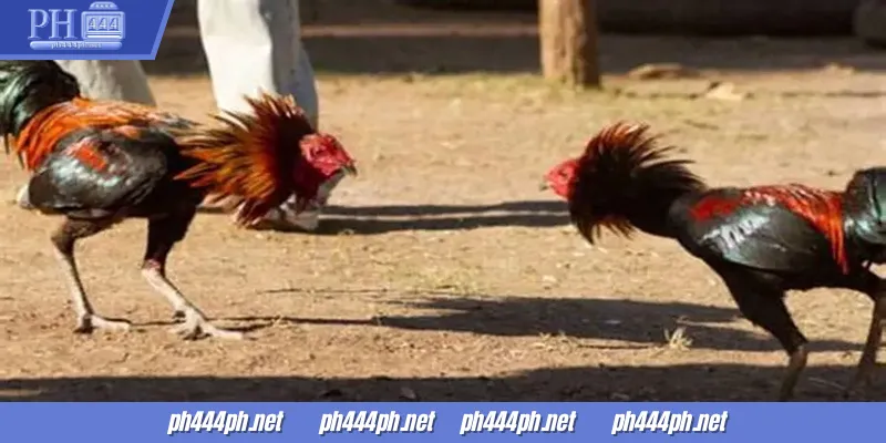 Maraming uri ng pagtaya sa sabong